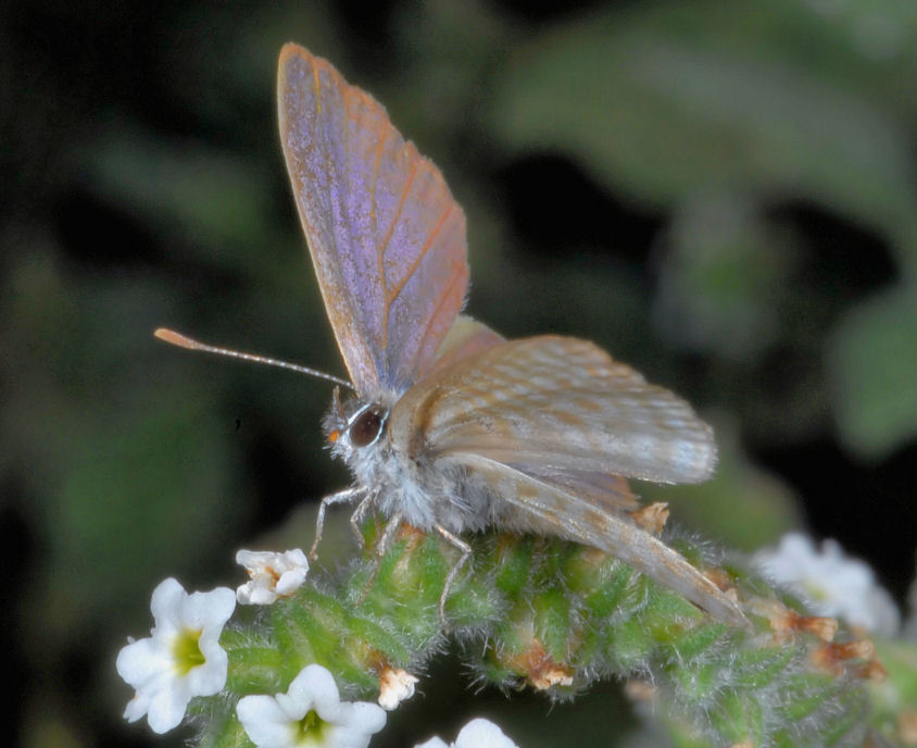 Farfalla n. 1